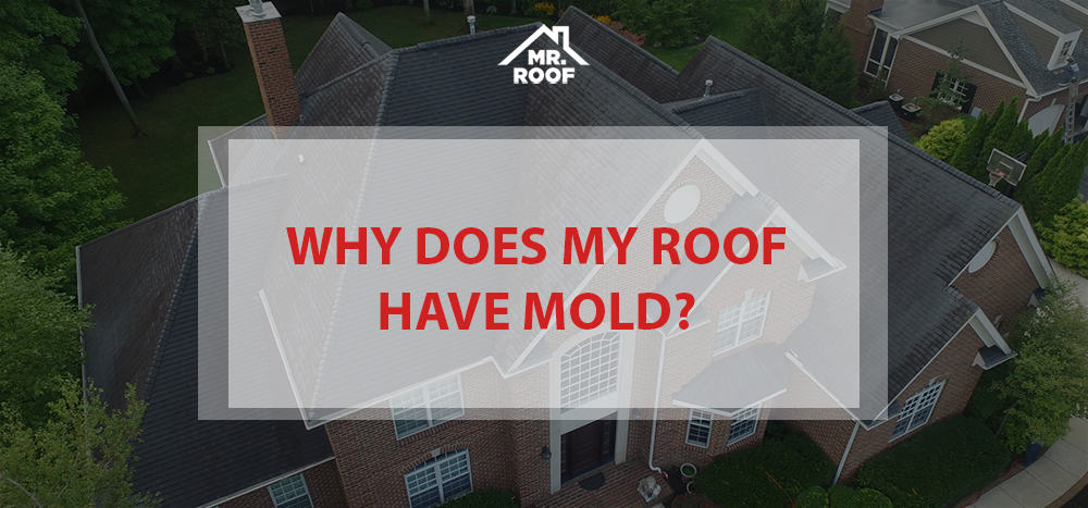 Why Does My Roof Have Mold?