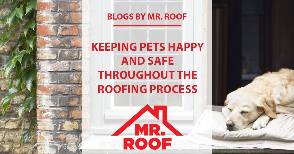 Keeping Pets Happy and Safe Throughout the Roofing Process