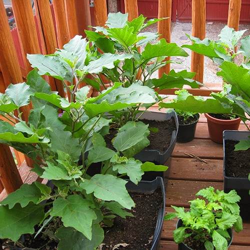 plants