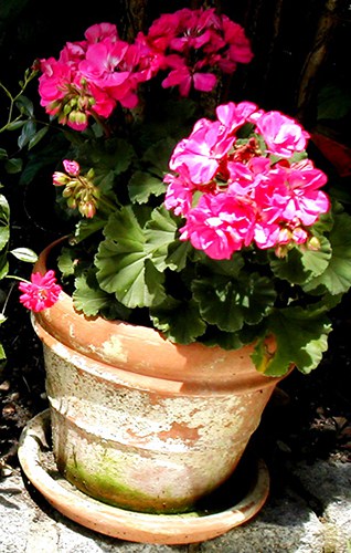 potted flowers