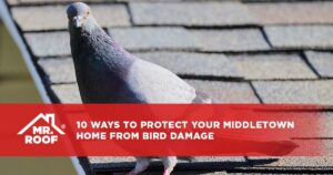 10 Ways to Protect Your Middletown Home from Bird Damage